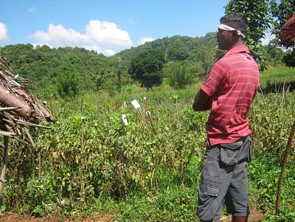 farmer